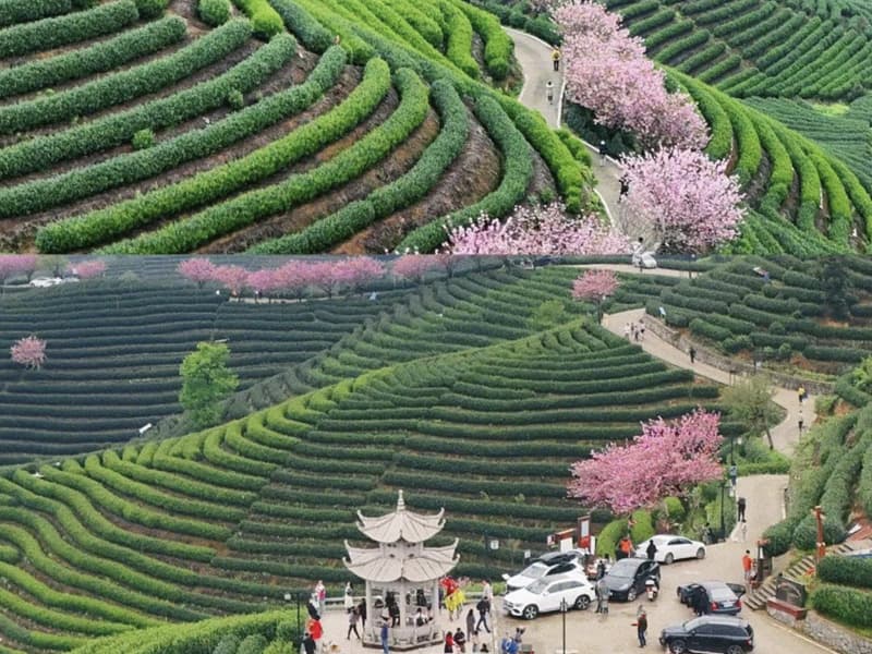 용정촌 녹차밭(항저우)